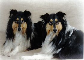 Meine Collies_Scan.jpg
